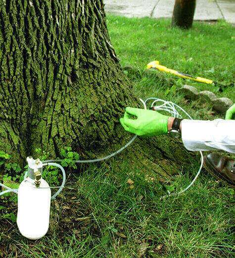 Tree health inspection by Arborist