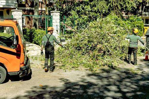 Hazardous Tree Removal Services