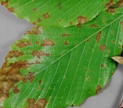 Larger plants infected with Anthracnose Disease