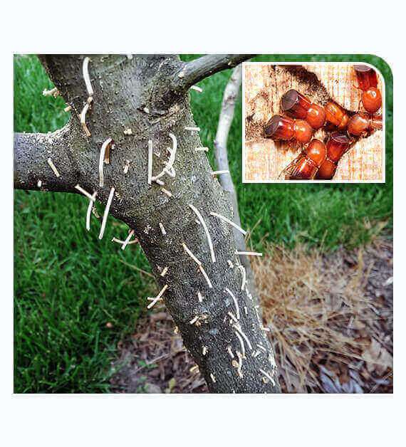 Ambrosia beetles chew into the tree and damage it
