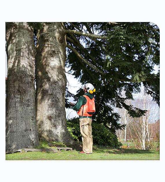 Expert Inspect Health Of Tree
