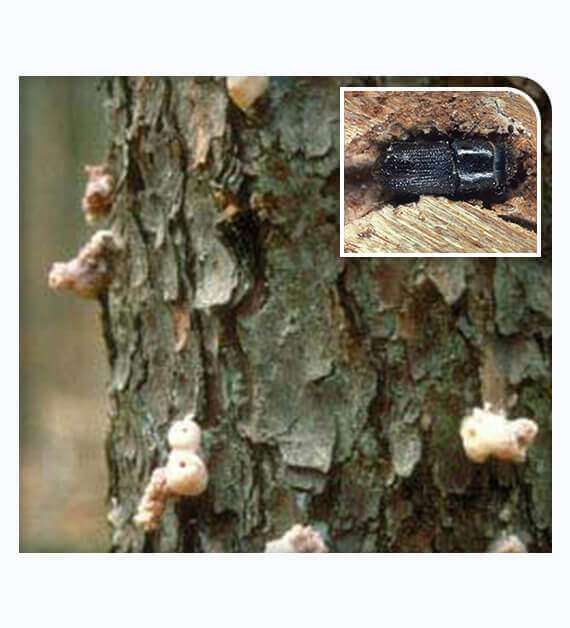 Tree Boring Beetles Treatment Control