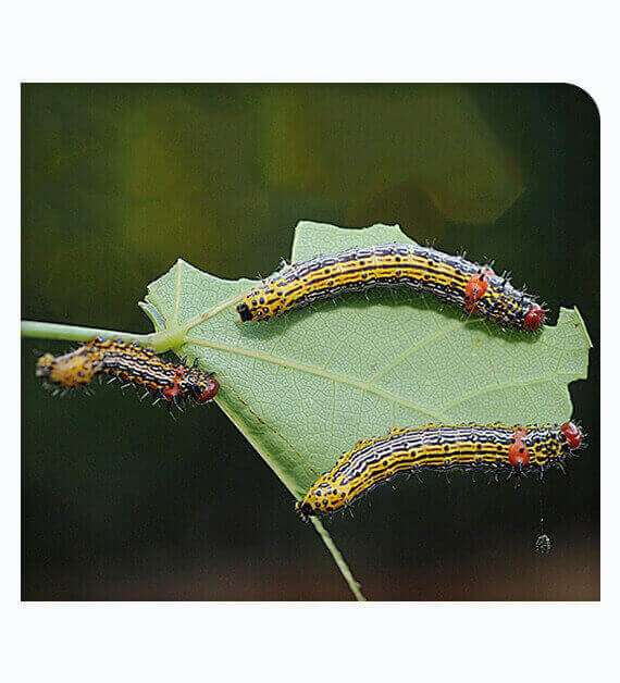 Caterpillar Pest Control Service in San Diego