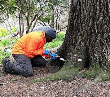 Comprehensive Tree Health Assessment & Guidance