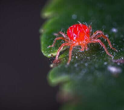 Control The Spread Of Tricky Spider Mites