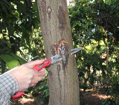 Effective Control Of Bot Canker