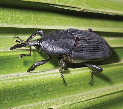 South American Palm Weevil attack on palm Tree