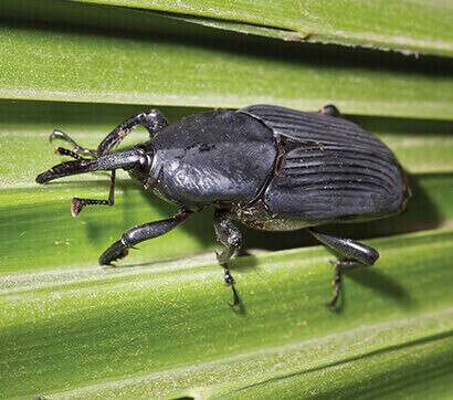 Palm Weevil Treatment in San Diego