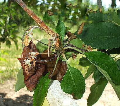Fire Blight Mitigation & Treatment in San Diego