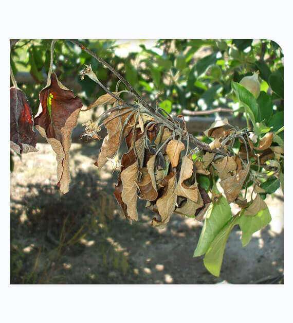 Infected leaves scorched with fire blight disease