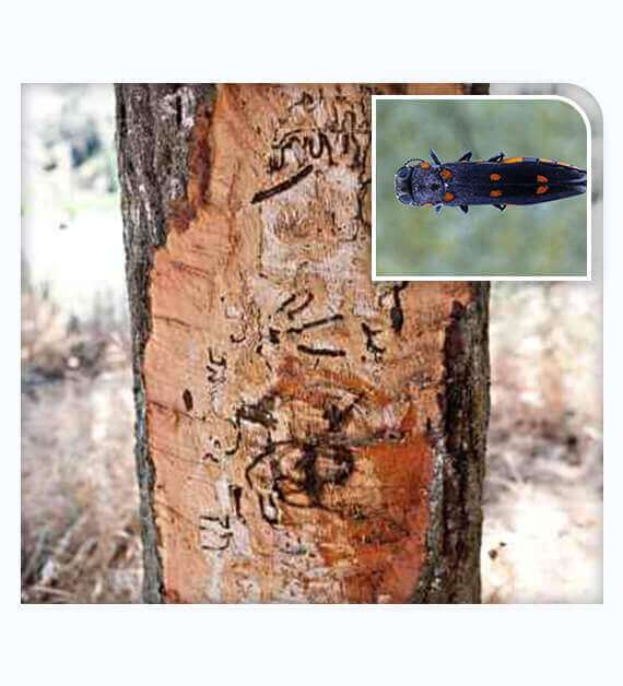 Tiny holes and cut into trunks by Oak Borer Insect