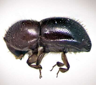 Ambrosia beetles chew into the tree