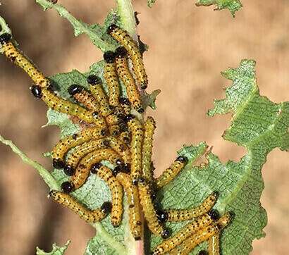 Caterpillars feeding on leaf tissues