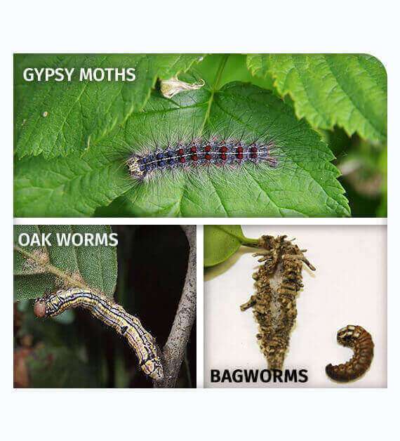 Types of mots insect who begin feeding on leaves
