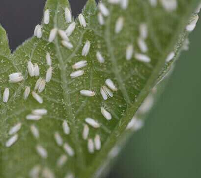 Whiteflies absorb minerals from leaves