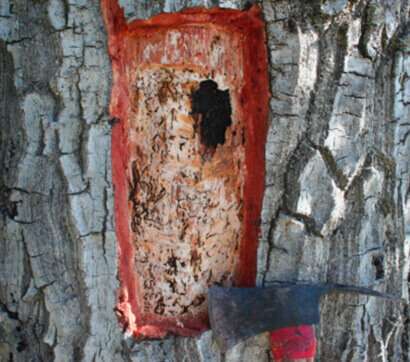 Gold Spotted Oak Borer Treatment in San Diego