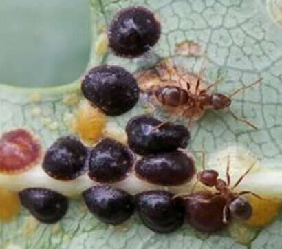 Scale Insects Treatment in San Diego