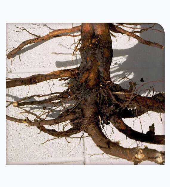 Tree Root Rot Treatment