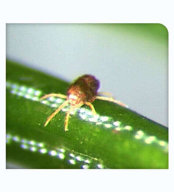 Spider Mites Treatment