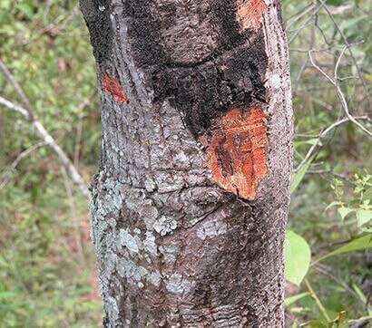 Sudden Oak Death Prevention