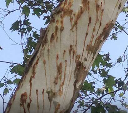 Fungal spores that infect Trunks and leaves