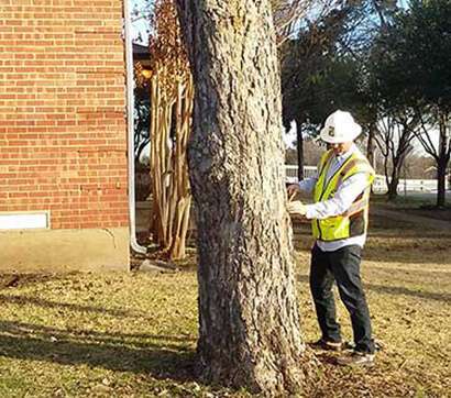 Arboricultural Consultation in San Diego