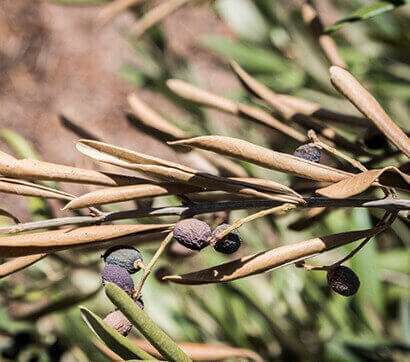 Treatment Of Xylella Fastidiosa Diseased Plants