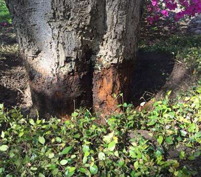 Unveil The Hidden Root Rot Disease in San Diego