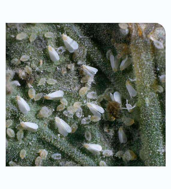 Whitefly Control Treatment in San Diego