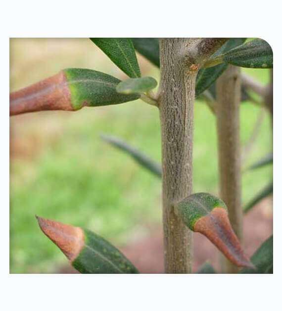 Xylella Fastidiosa Treatment