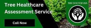 Tree Healthcare Assessment Service
