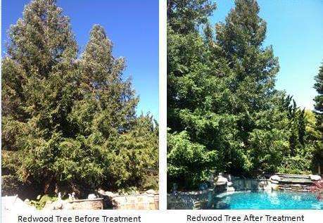 Tree Before & After treatment