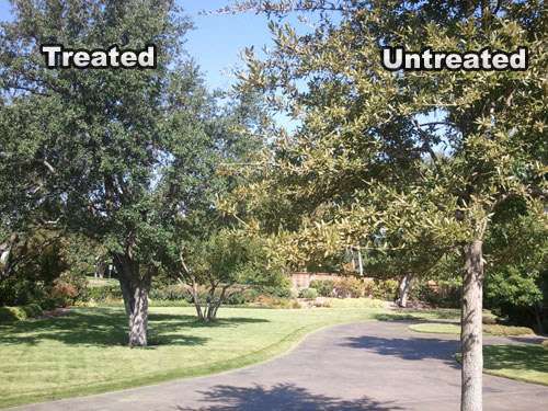 Treated-vs.-Untreated Tree