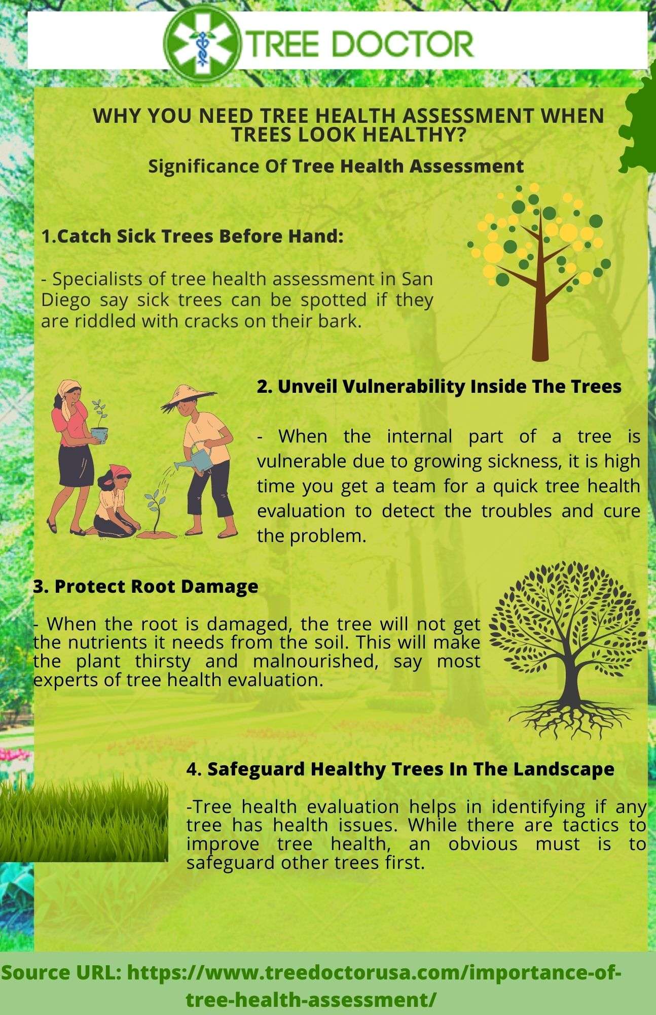 Significance Of Tree Health Assessment When Your Trees Look Healthy width=