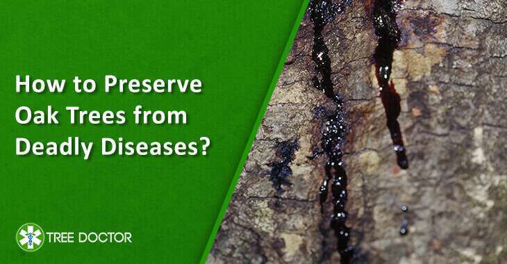 Oak Tree Suffer From Deadly Diseases