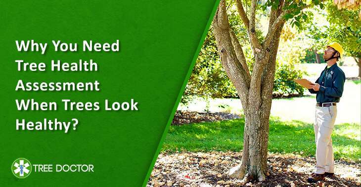 Tree Healthcare Specialist analyze the Health Of Trees