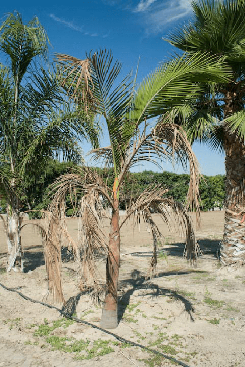 King Palm Nutrient Defecientpoor Soil Gallery