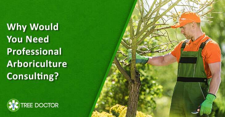 An Arborist inspect a tree for healthacre