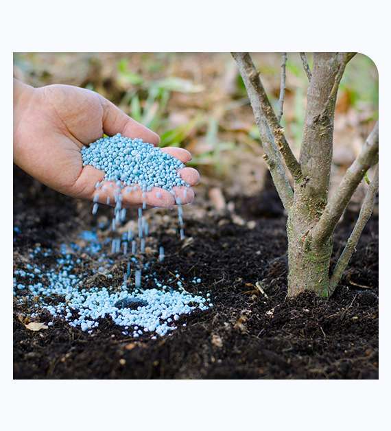 Tree Nutrition Service in San Diego