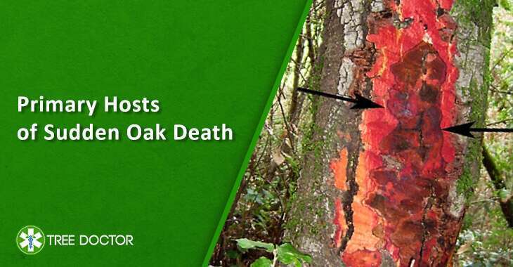 Sudden Oak Death Treatment