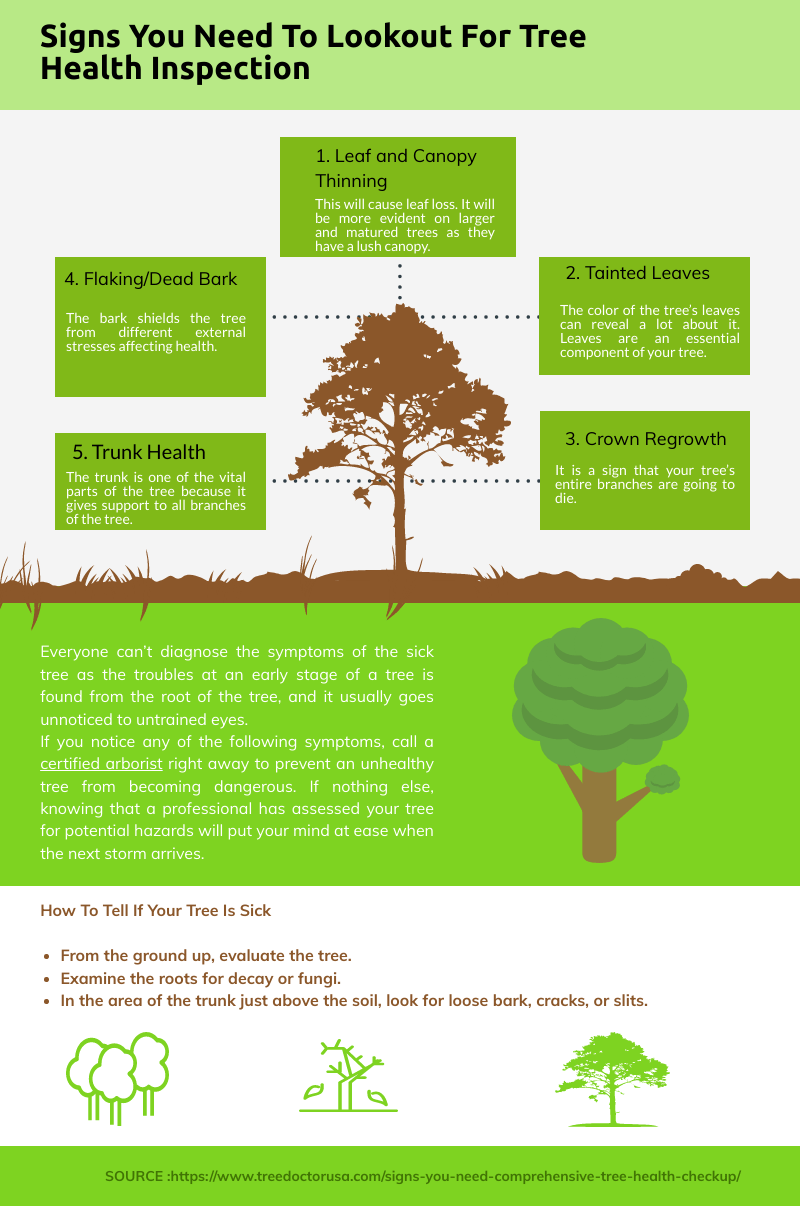 Signs You Need To Lookout For Tree Health Inspection