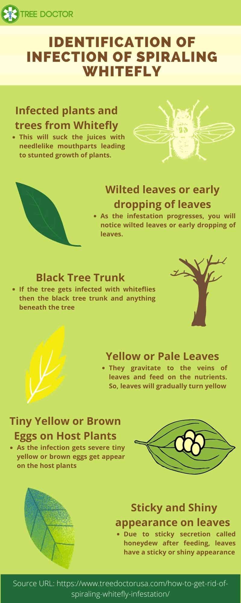 Ways To Identify The Infection Of Spiraling Whitefly