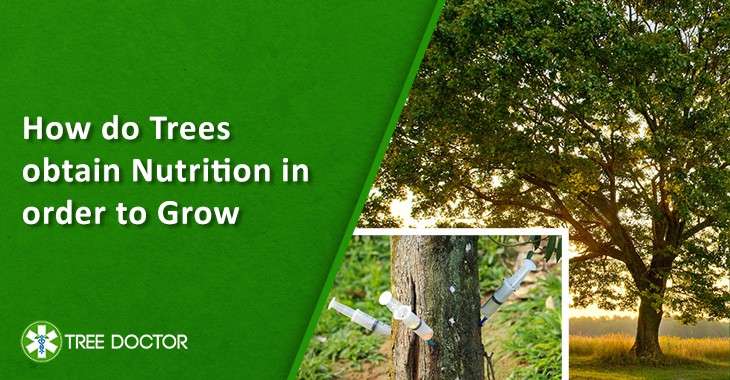 Tree Nutrition