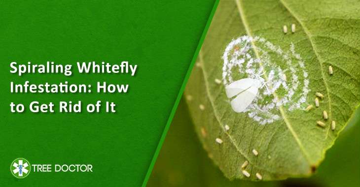 whitefly insect control