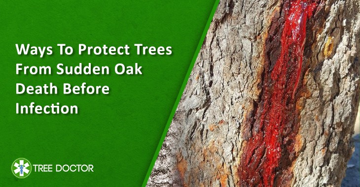 Ways To Protect Trees From Sudden Oak Death Before Infection