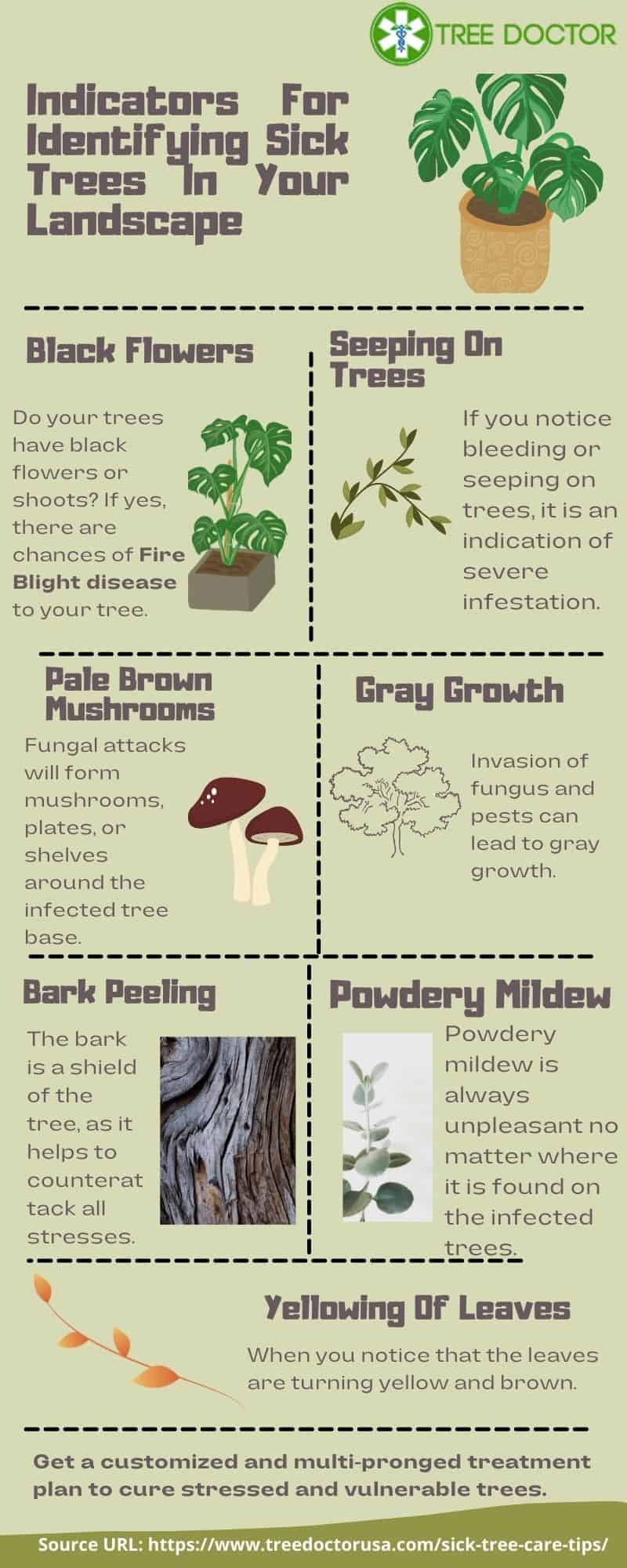 Identifying Sick Trees In Your Landscape