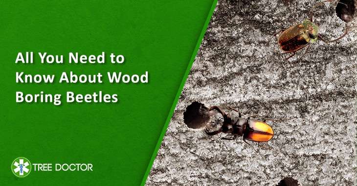 Wood Boring Beetles Treatment