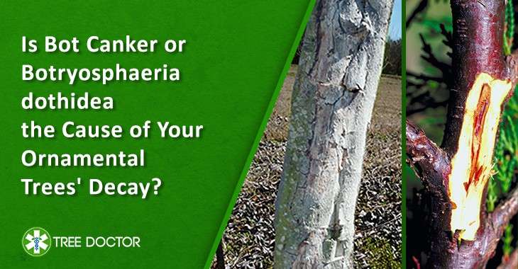 tree canker disease treatment