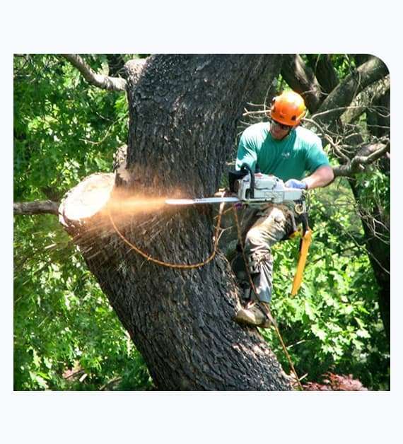 Tree Trimmers in San Diego
