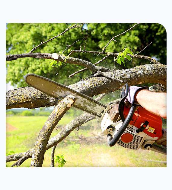 Tree Trimming in Laguna Niguel